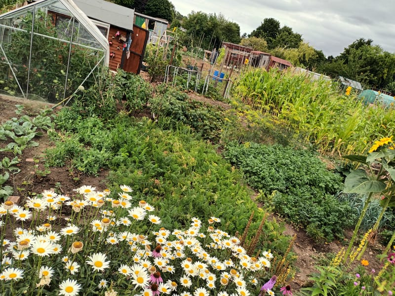 Productive garden in Canterbury