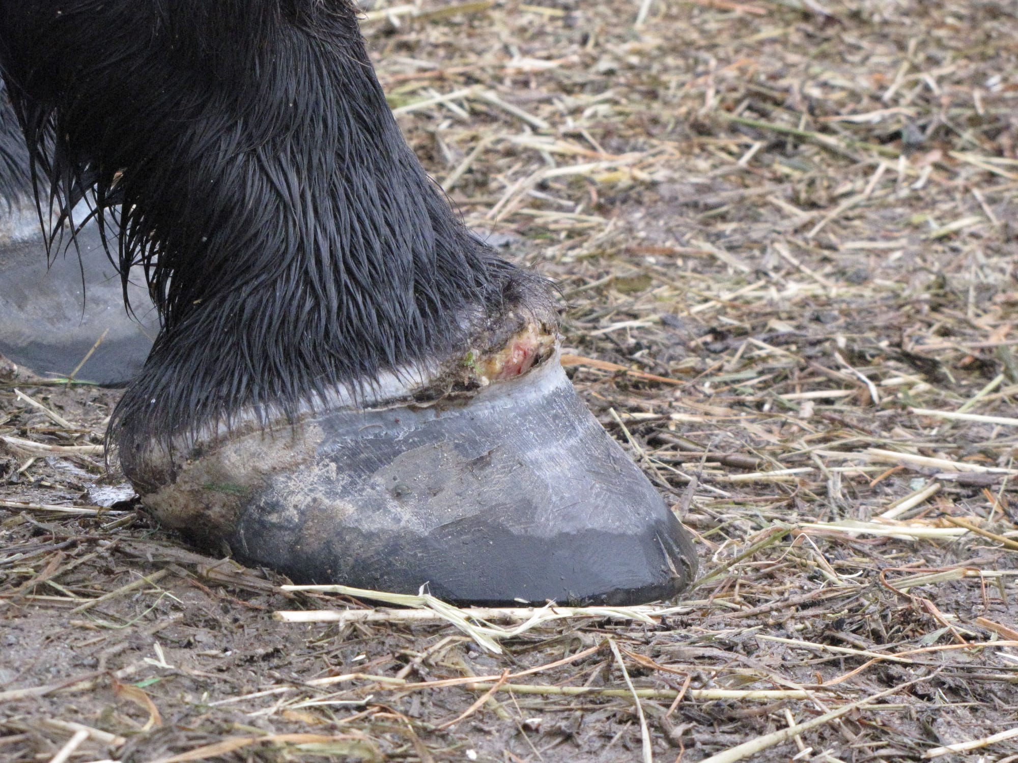 Tout savoir sur les abcès de pied