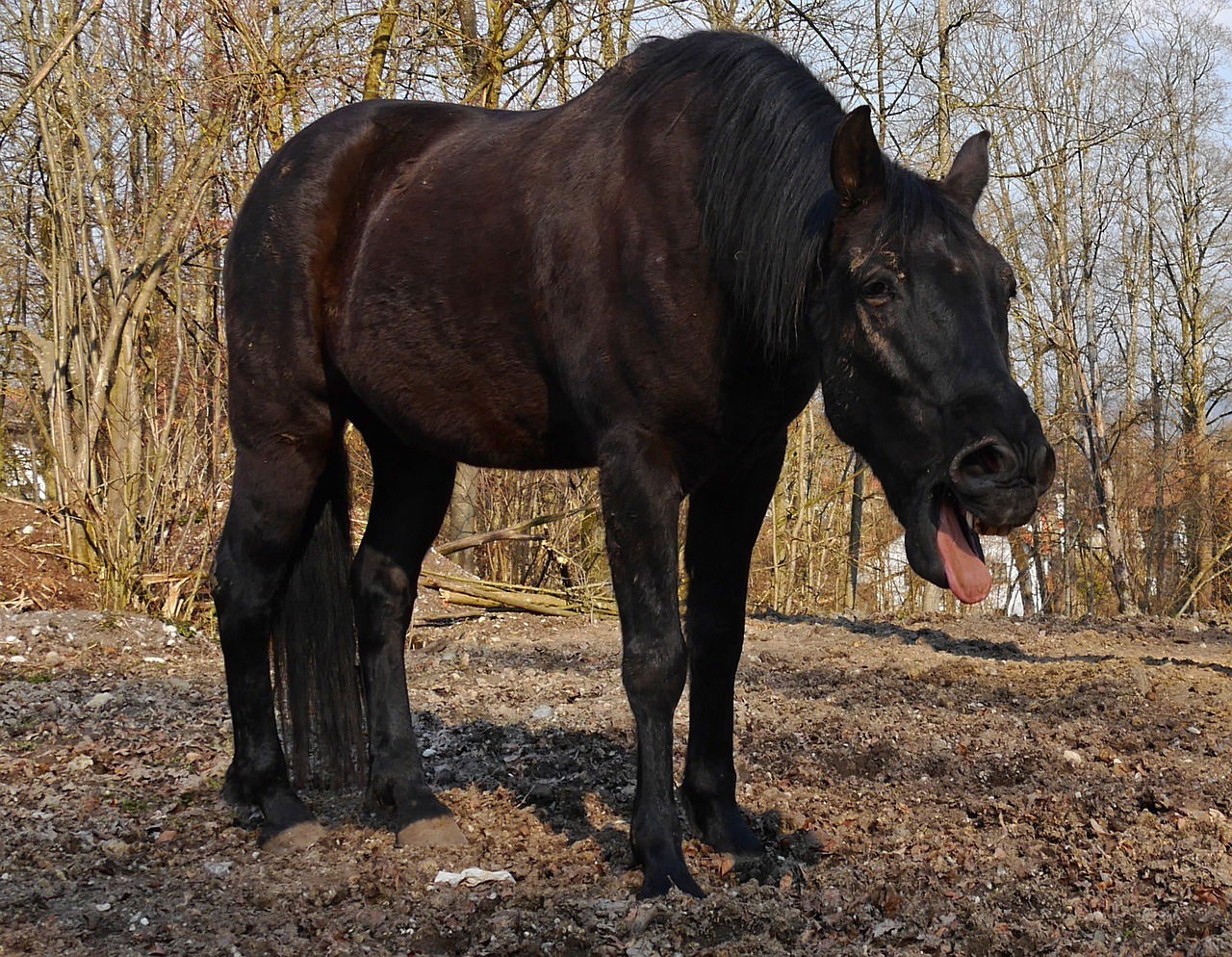 Que faire lorsque mon cheval tousse ?