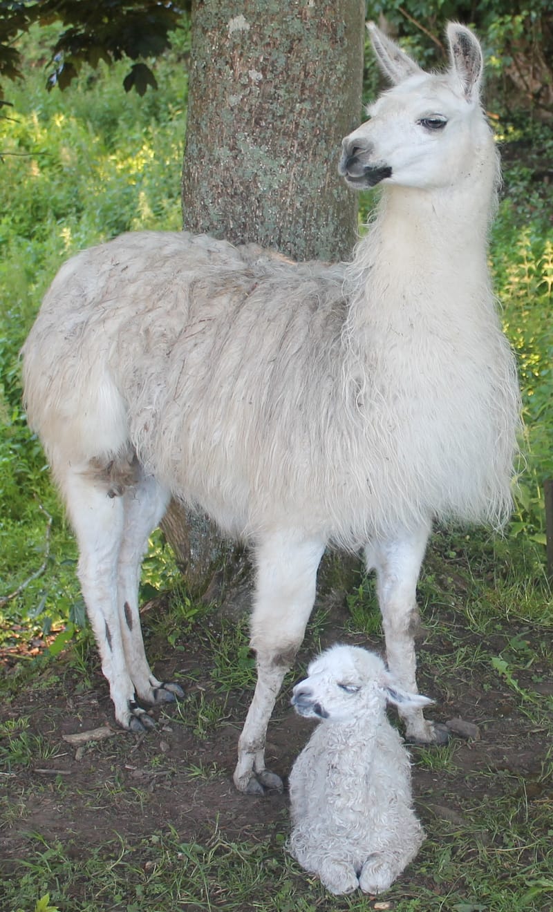 Naissance d'un bébé lama