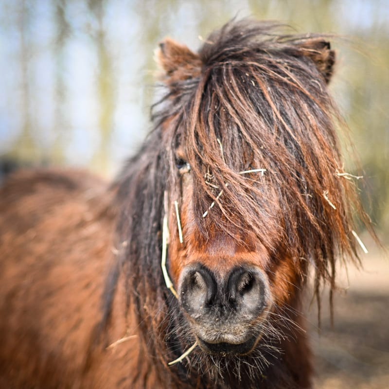 Garde des animaux de ferme