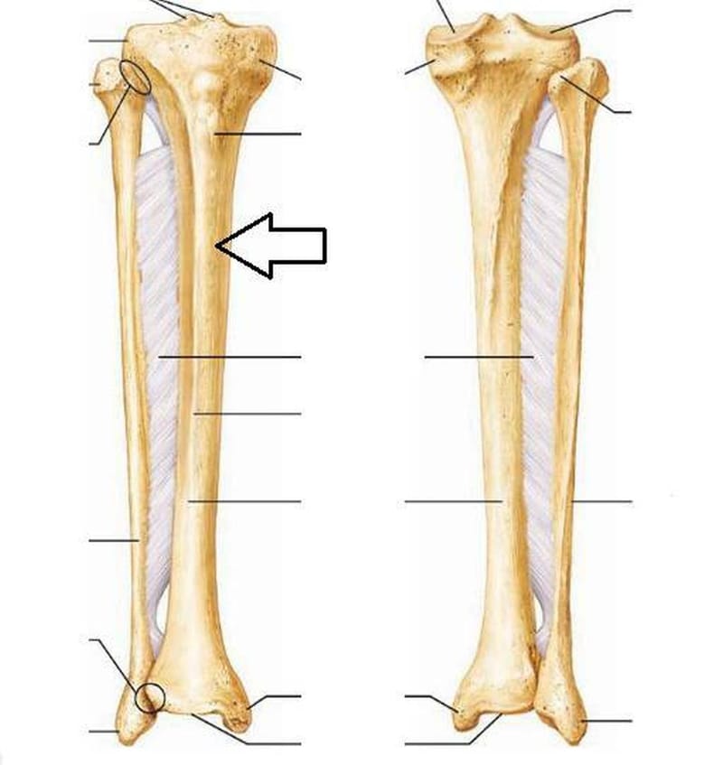 tibia