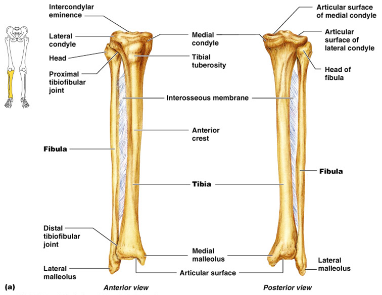 Fibula