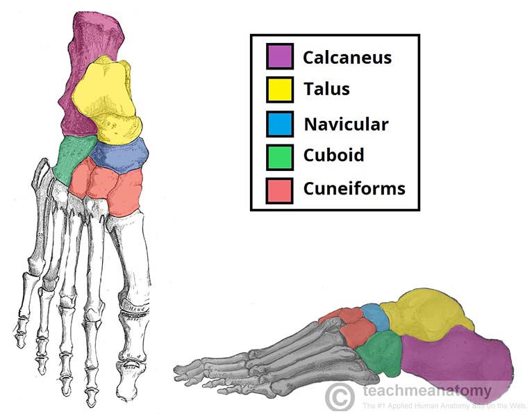 tarsals