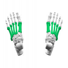 metatarsals