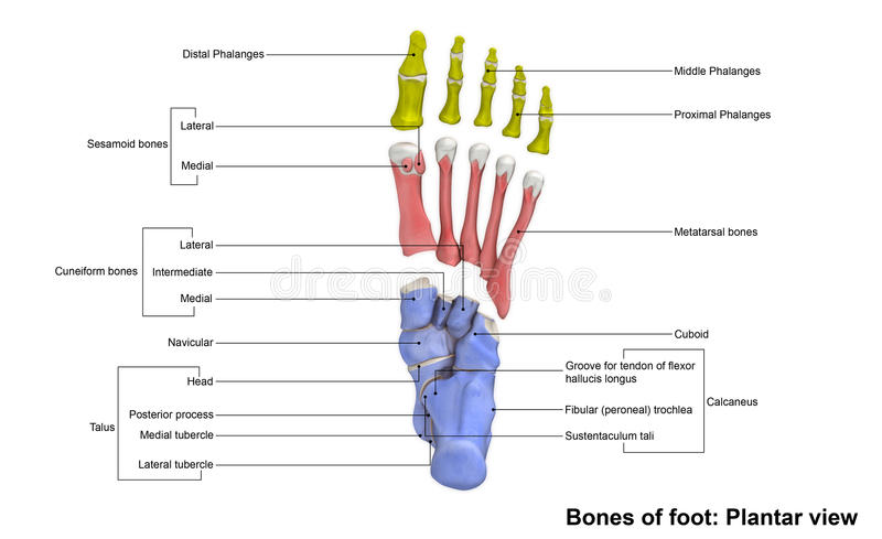Phalanges