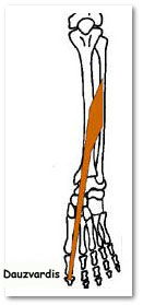 extensor hallucis longus