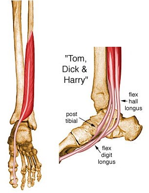 flexor hallucis longus