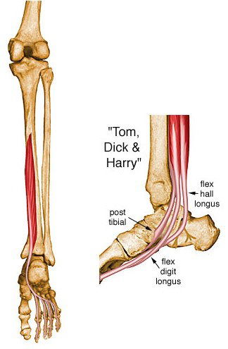 flexor digitorum longus