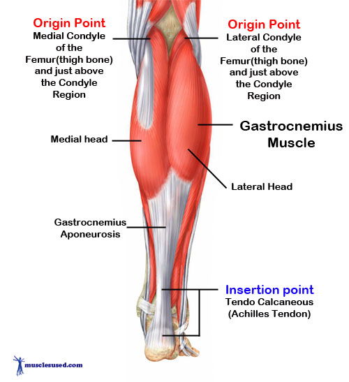 gastrocnemius
