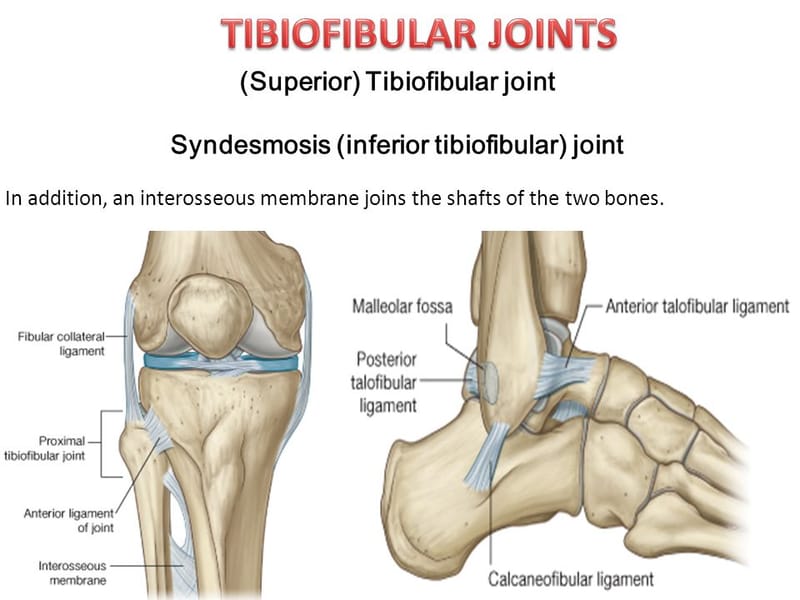 inferior tibiofibular joint