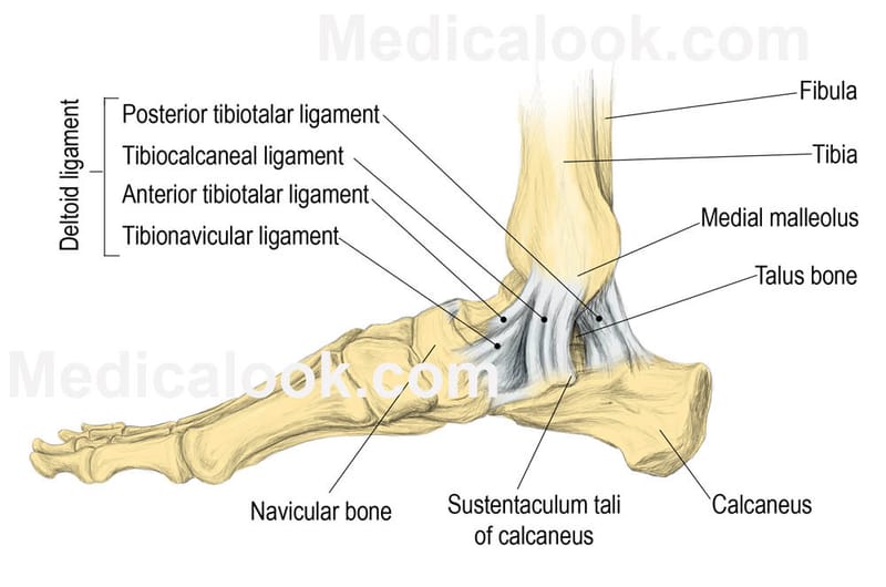 talocrural joint