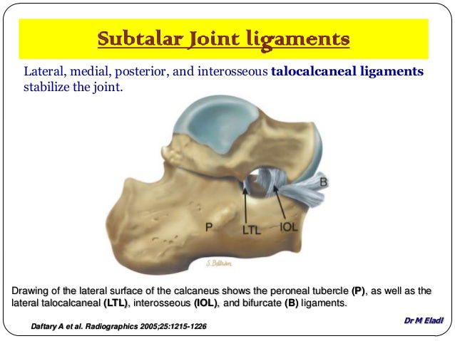 subtalar joint (talocalcaneal joint)