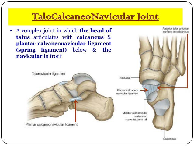 talocalcaneonavicular joint