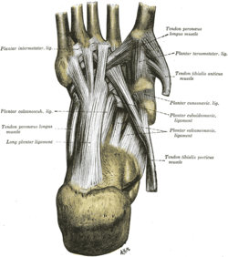 tarsometatarsal joints