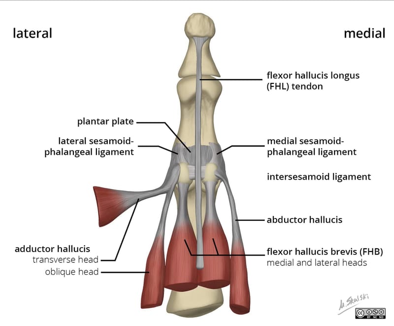 metatarsophalangeal joint