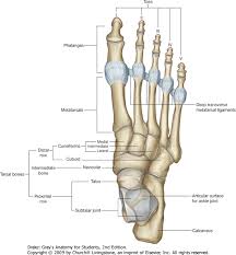 interphalangeal joint