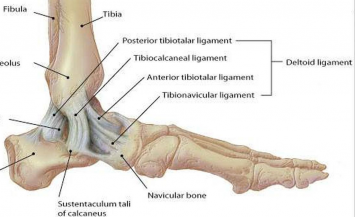 anterior tibiotalar ligament