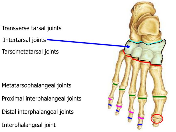 intertarsal ligament