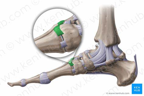 tarsometatarsal ligament