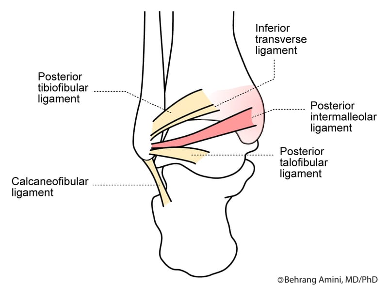 posterior tibiotalar ligament