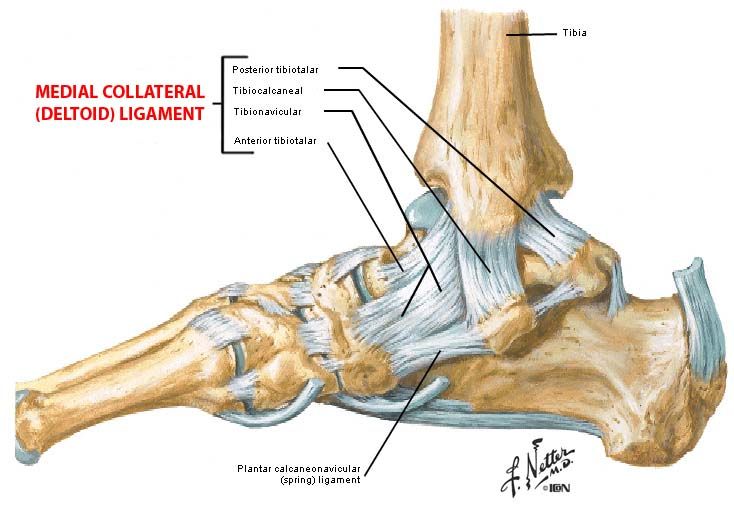 tibiocalcaneal ligament