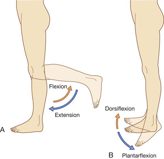 movement of foot