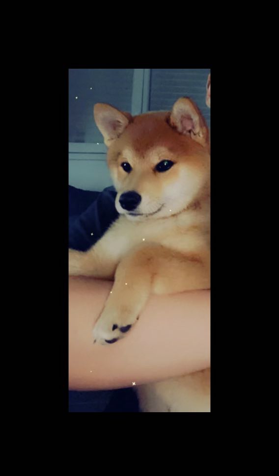 Taiko