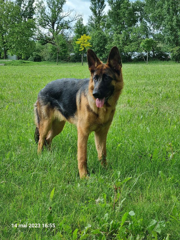 Tiga