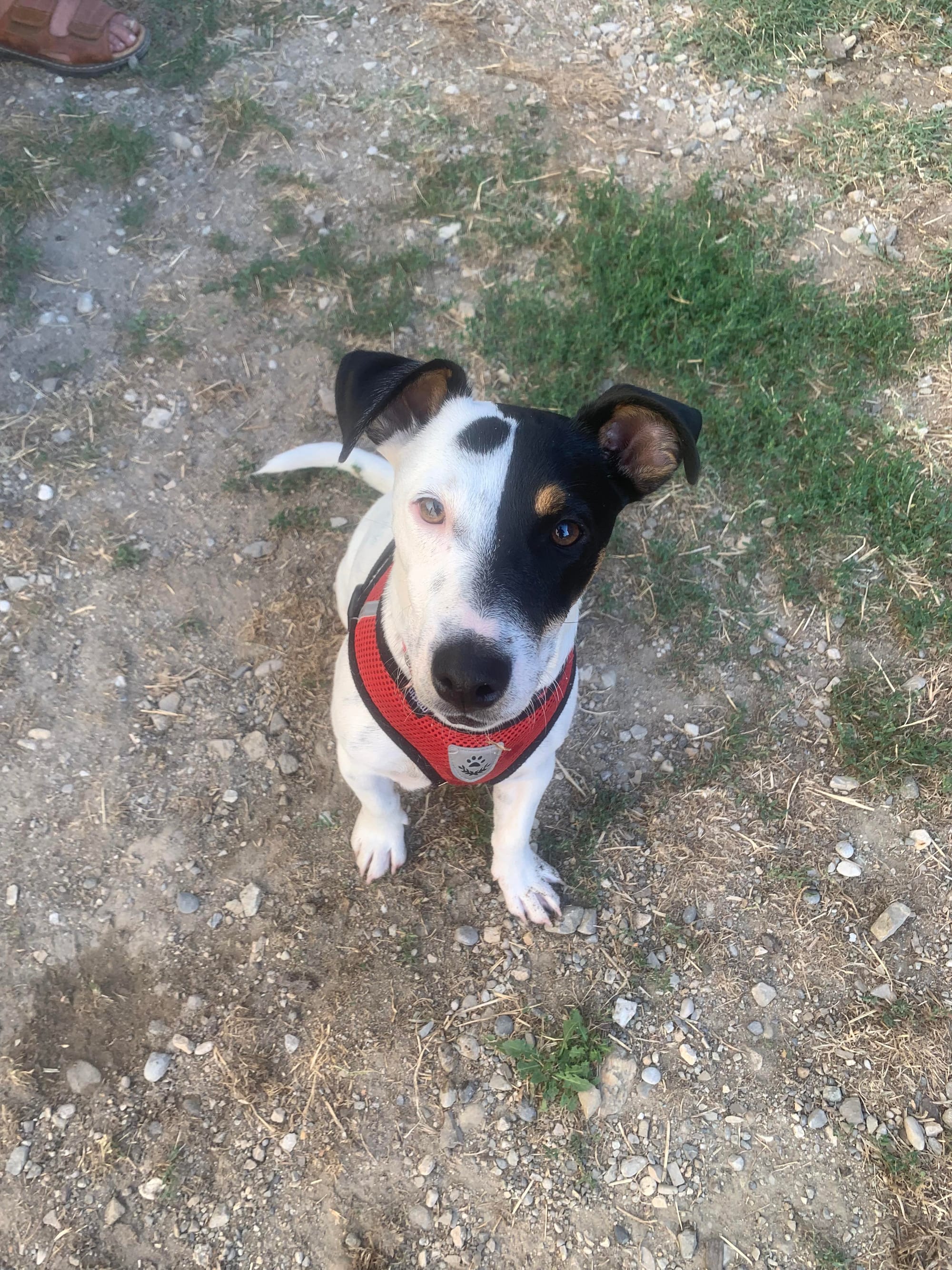 Milou