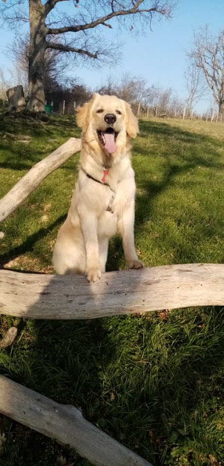 Tiamo