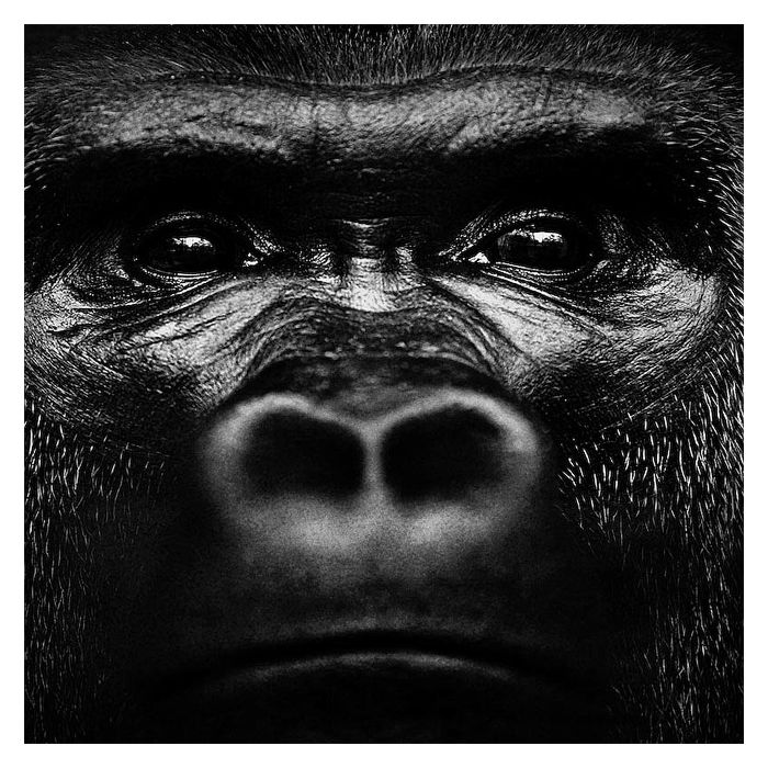 Laurent Baheux