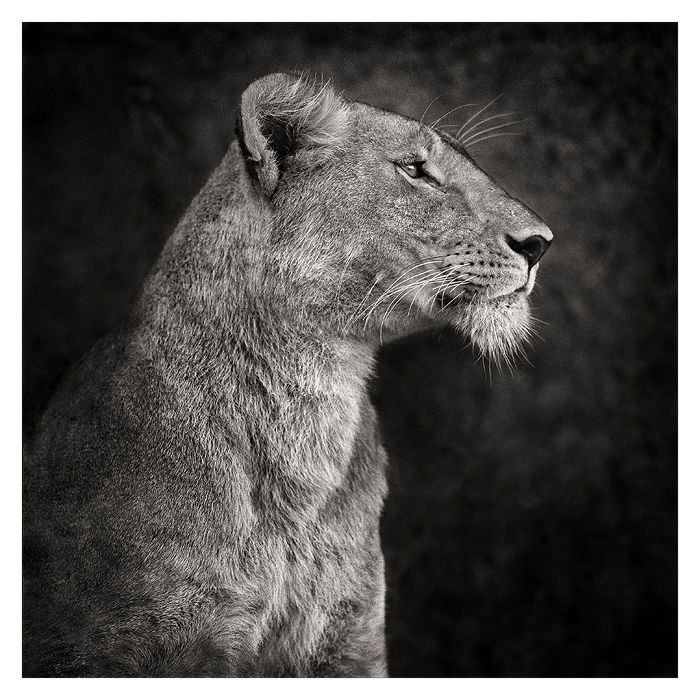 Nick Brandt