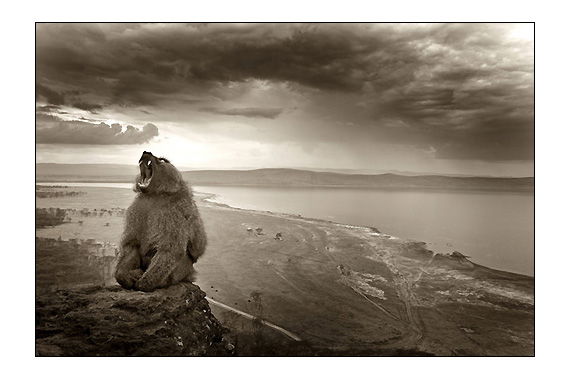 Bruno Calendini - Babouin à Baboon Cliff, devant le lac Nakuru, Kenya 2005