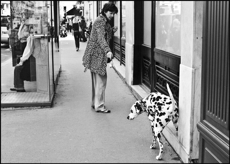 Rodolphe Sebbah - Le léopard et le dalmatien