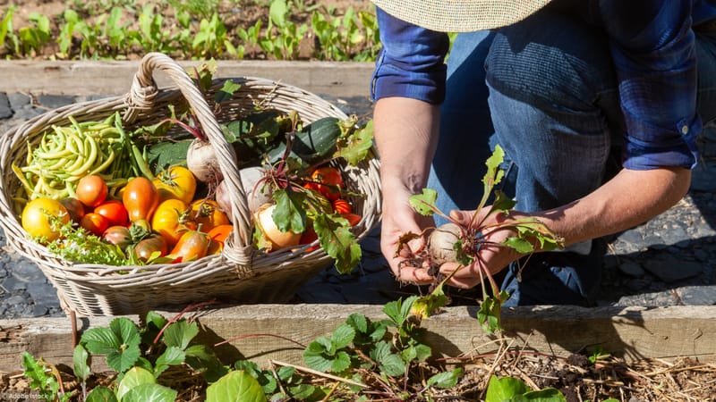 Mon potager, un acte politique et citoyen