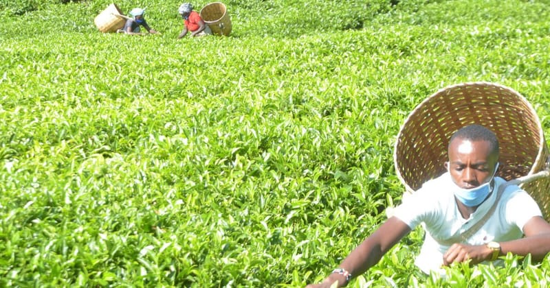 Tea Farmers Get Dividends To Cushion Them Against Effects Of Covid-19