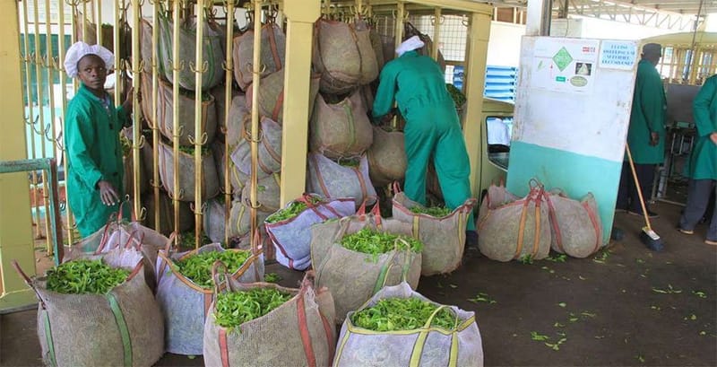 KTDA halts fertiliser imports for farmers
