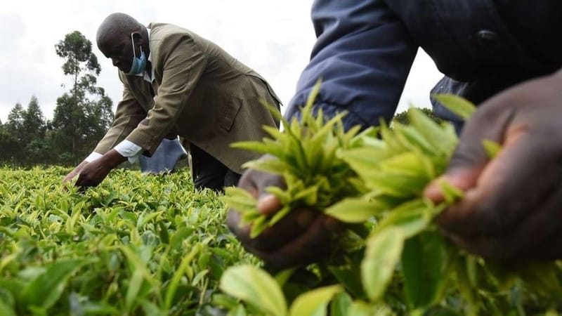 KTDA to refund farmers Sh1.3bn over fertiliser importation glitch