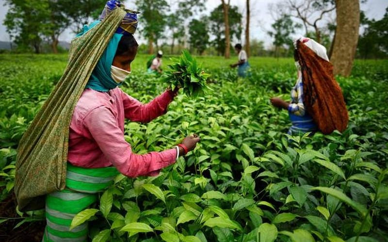 COVID-19 deepens existential crisis for Assam tea sector; stiff competition, rising costs and diminishing prices threaten 180-year-old industry