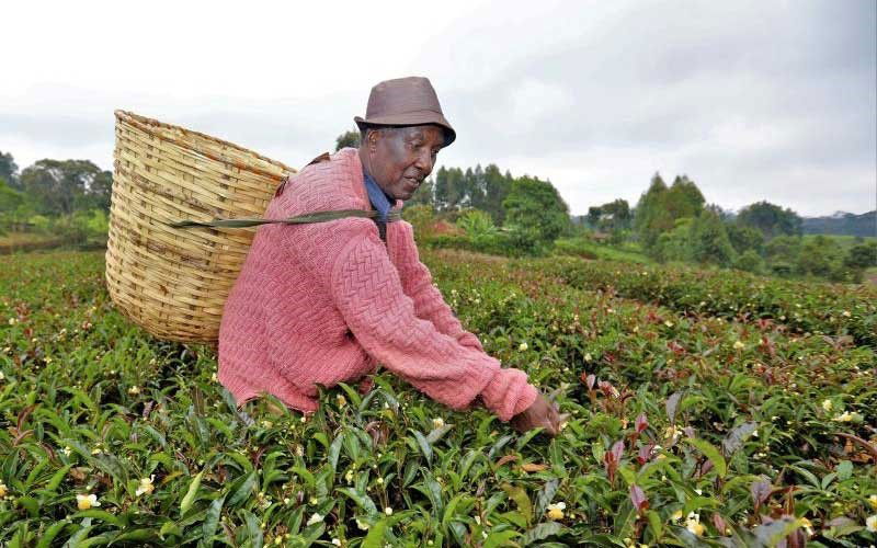 Tea farmers stare at low yield after fertilizer cut
