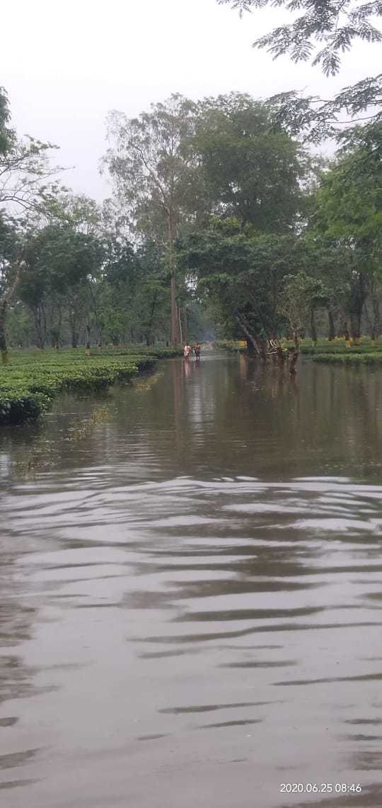 FLOOD DESTROYED HARVEST OF TEA IN ASSAM