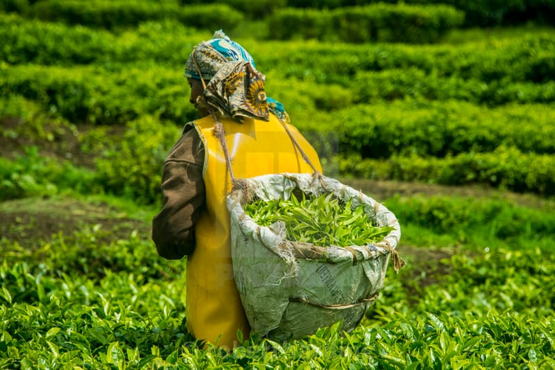 High production costs a threat to Kenya tea sales