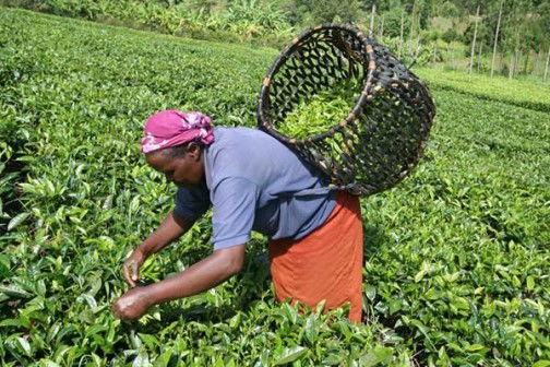 Small scale tea farmers in Bomet re-admitted to KTDA factory