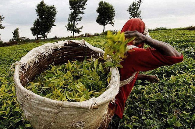Green Leaf Production  Grows As Tea Prices Drop