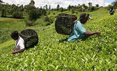 Why tea farmers are set for little or no bonuses this year