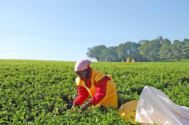 Tea farmers caution KTDA against deducting bonuses