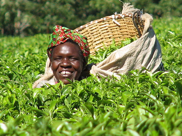 Small-scale farmers welcome new tea reforms