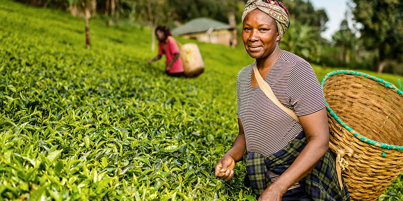 Nearby prospects spoil Kenyan tea and coffee farmers