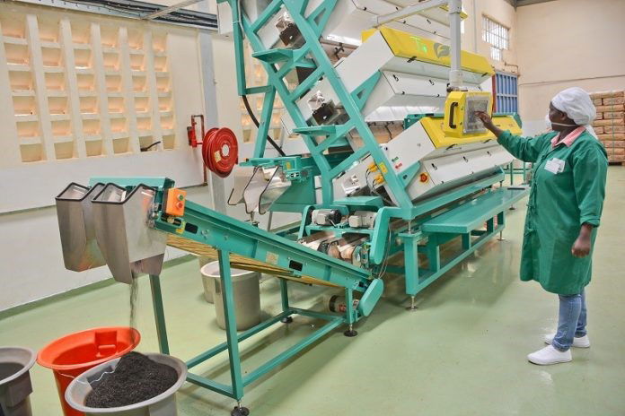 KTDA orthodox teas production records 25pc growth